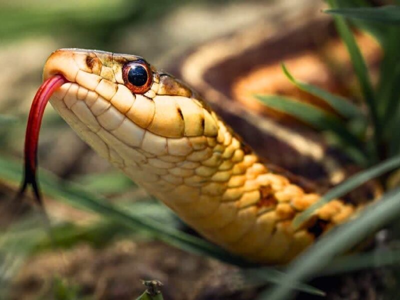 सांप ने काट