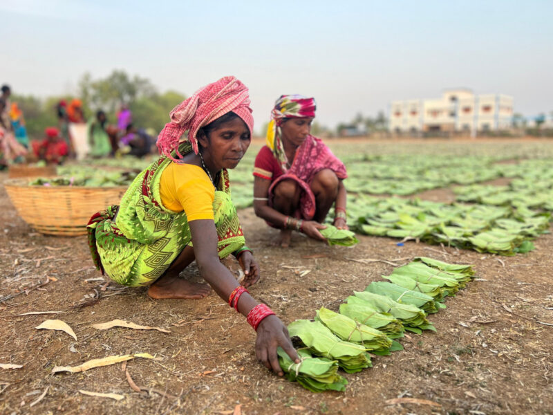 tendu leaf green gold