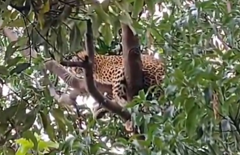 शहर में तेंदुआ