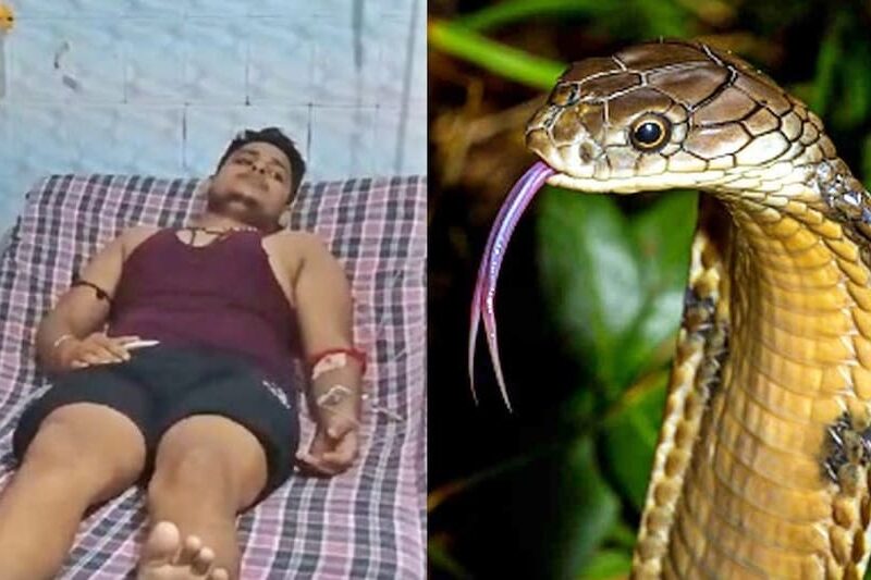 सांप काटने