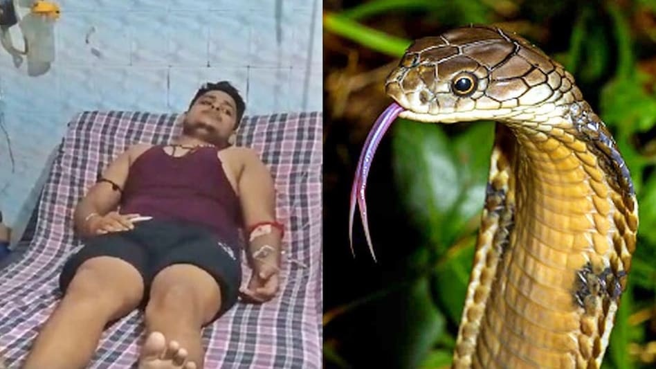 सांप काटने