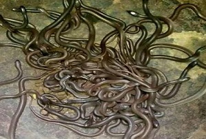 जहरीले सांपों