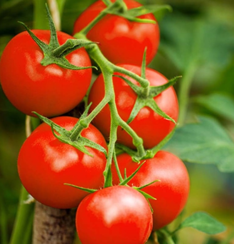 राज्य शासन कृषि