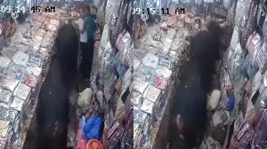 दो सांड लड़ते