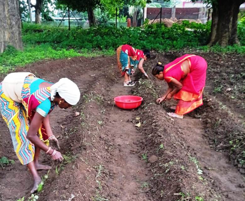 बिहान समूह हल्दी खेती