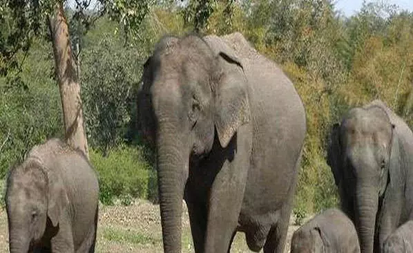 छत्तीसगढ़ में हाथियों