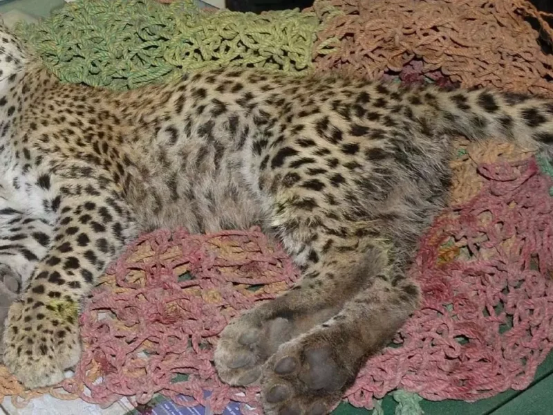 कुनो नेशनल पार्क