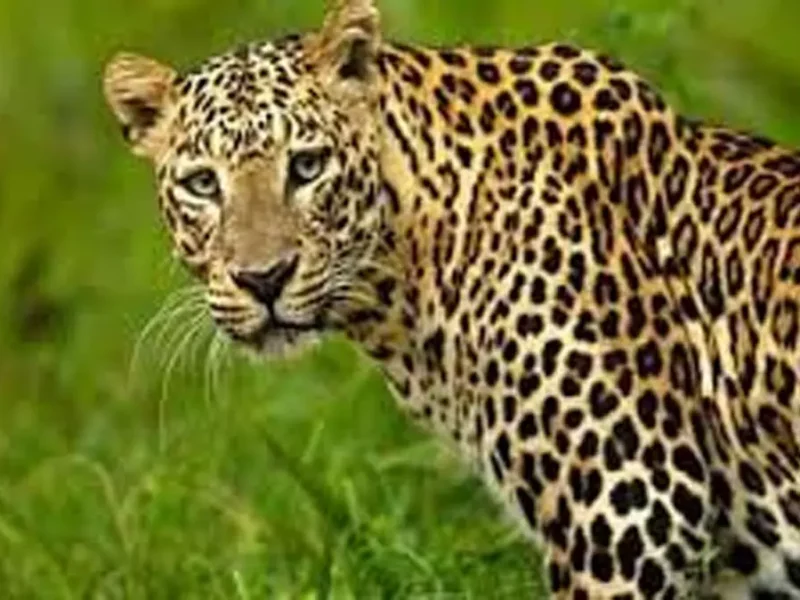 तेंदुए ने