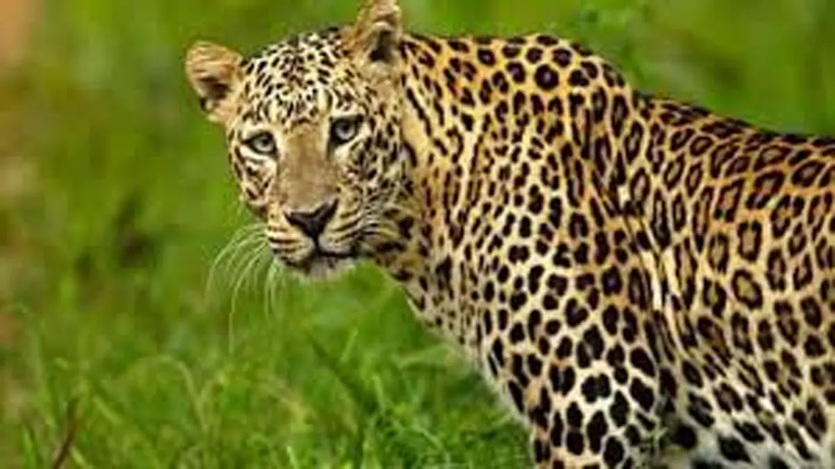 तेंदुए ने