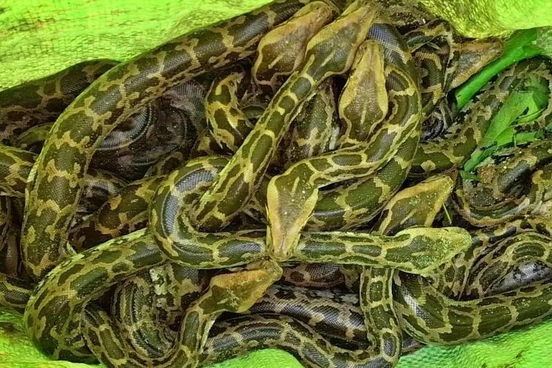 सरकारी ट्यूबवेल में सांप