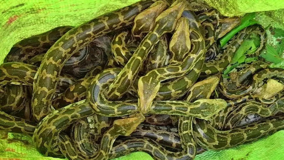 सरकारी ट्यूबवेल में सांप