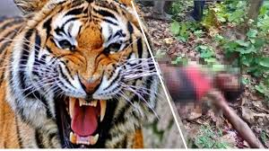 उमरिया में झाड़ियों में