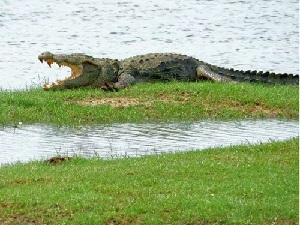 खूंटाघाट डैम