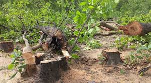 हसदेव में 11 हजार पेड़