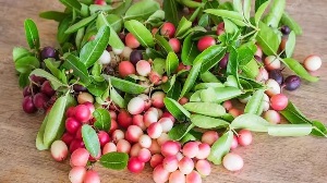 बारिश में जामुन