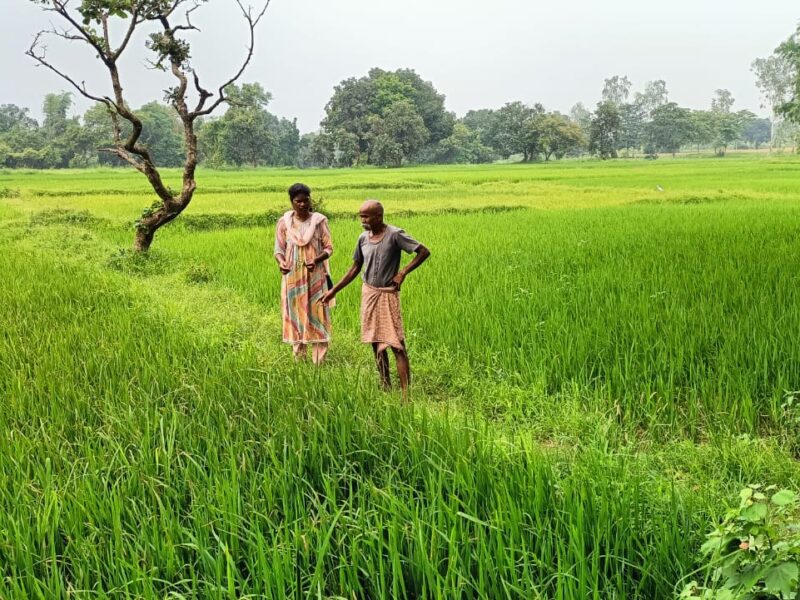 धान की फसल