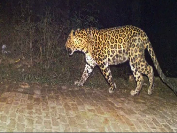 तेंदुओं और शेरों का