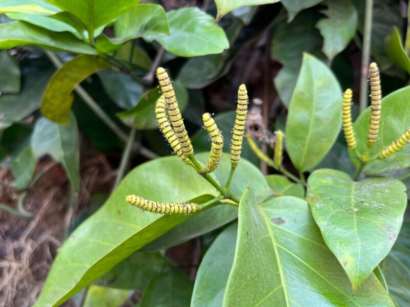 बचेली वन क्षेत्र