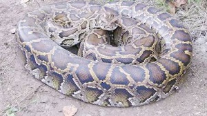 अजगर की सर्जरी