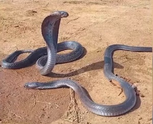 जेसीबी मशीन