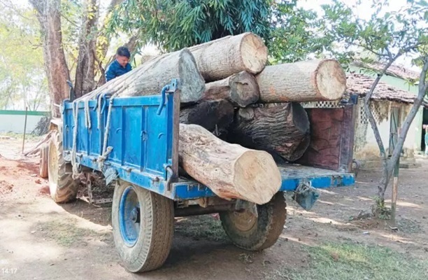 अवैध लकड़ी