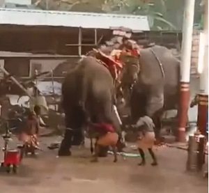 हाथी के भड़कने