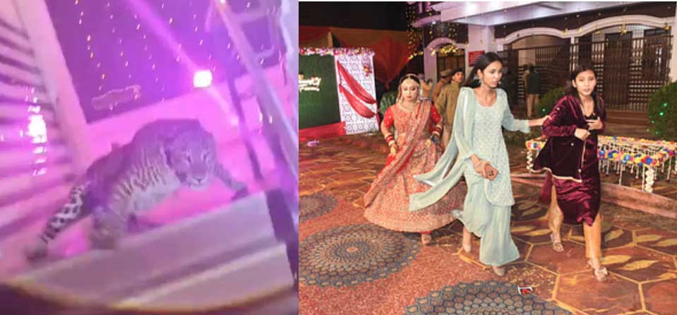 शादी समारोह की लाइव