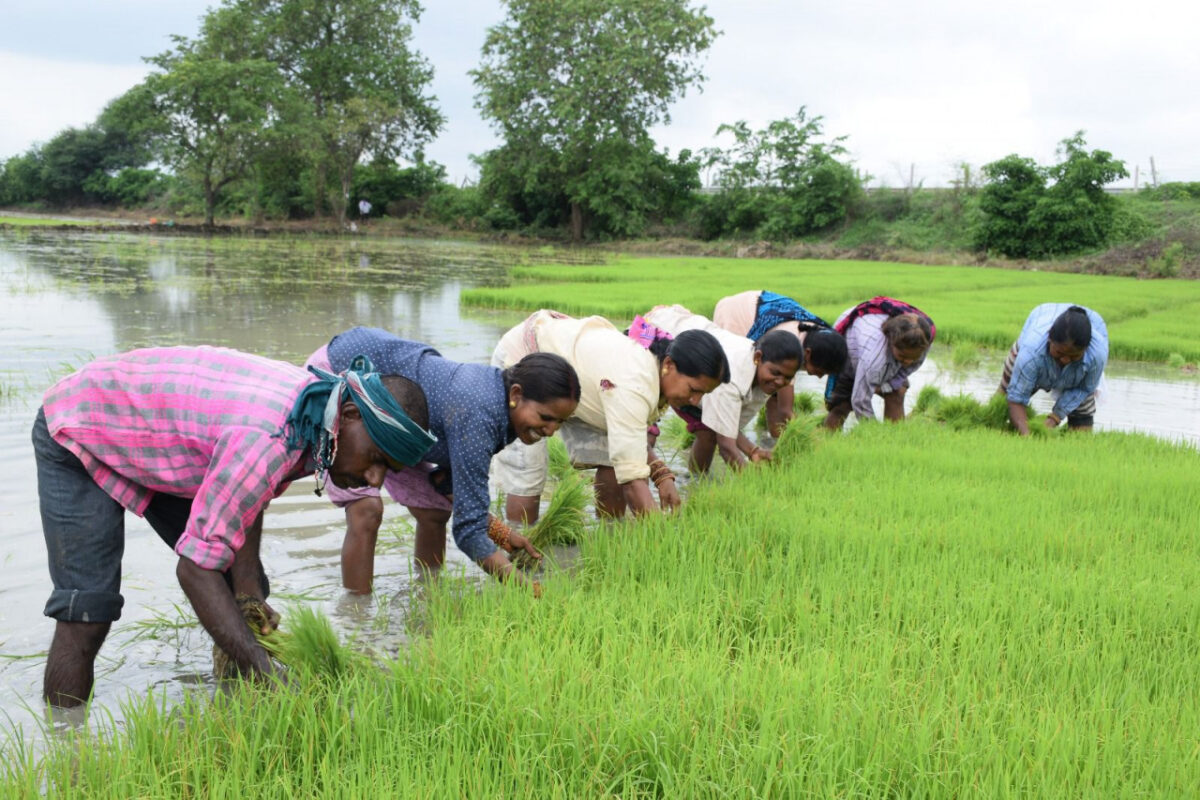 धमतरी जिले की कृषि