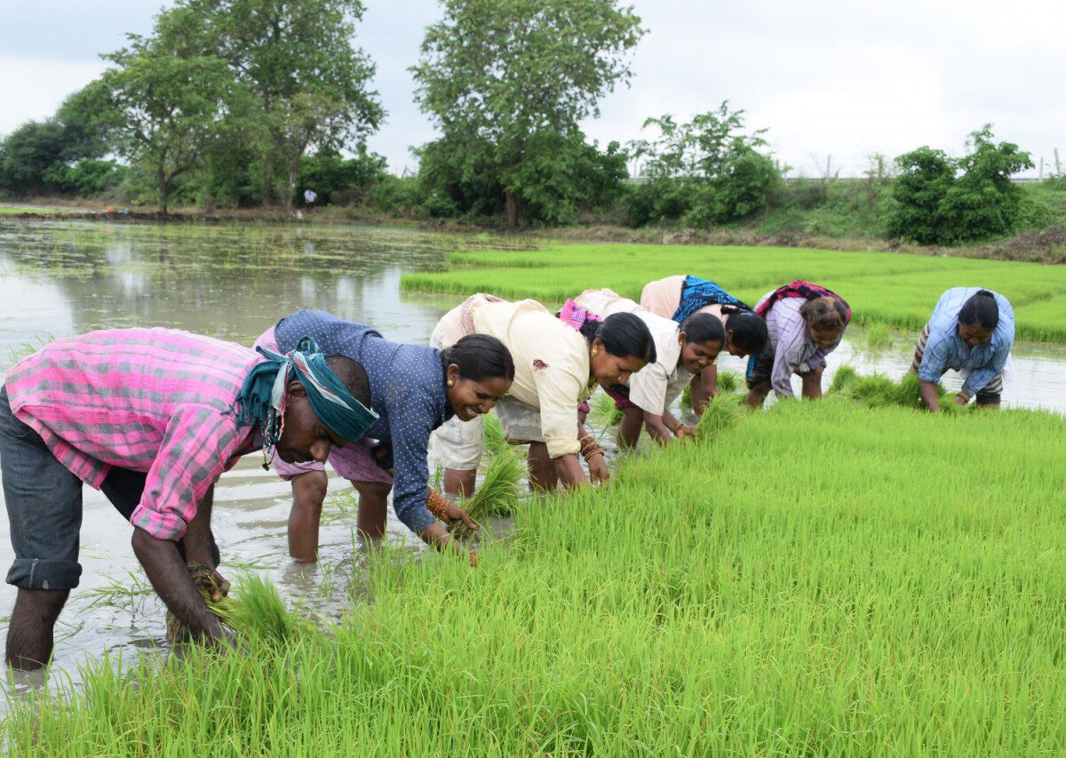 धमतरी जिले की कृषि