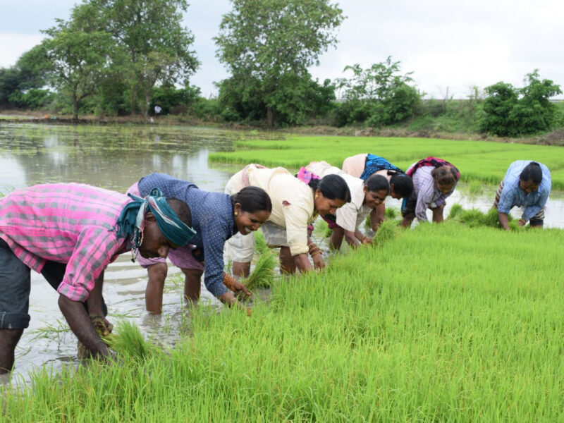 धमतरी जिले की कृषि