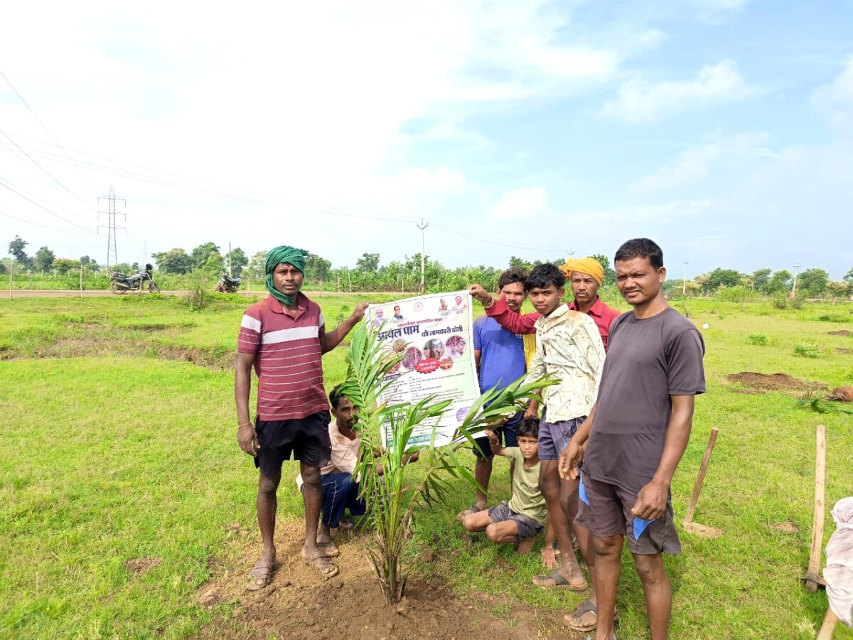 नेशनल मिशन ऑन एडीबल ऑयल पाम