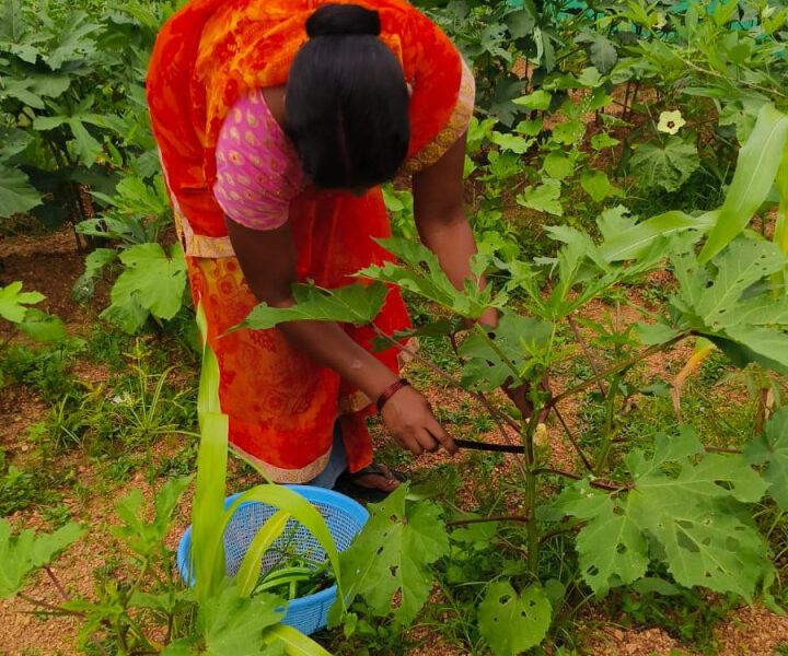 स्कूल किचन गार्डन पहल