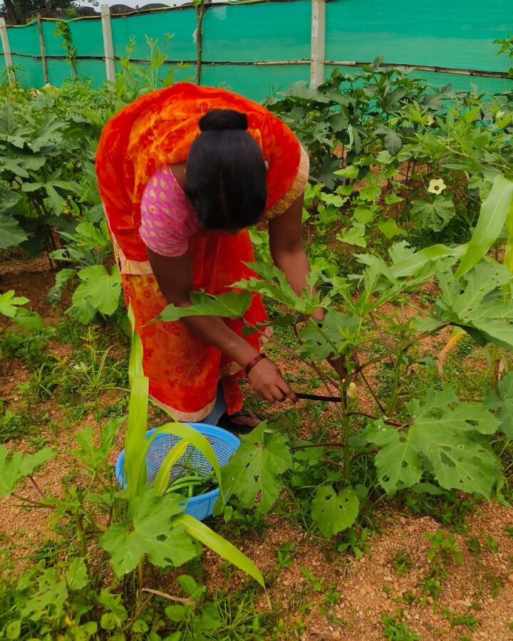 स्कूल किचन गार्डन पहल