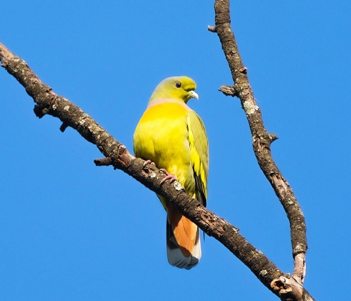 बारनवापारा अभयारण्य