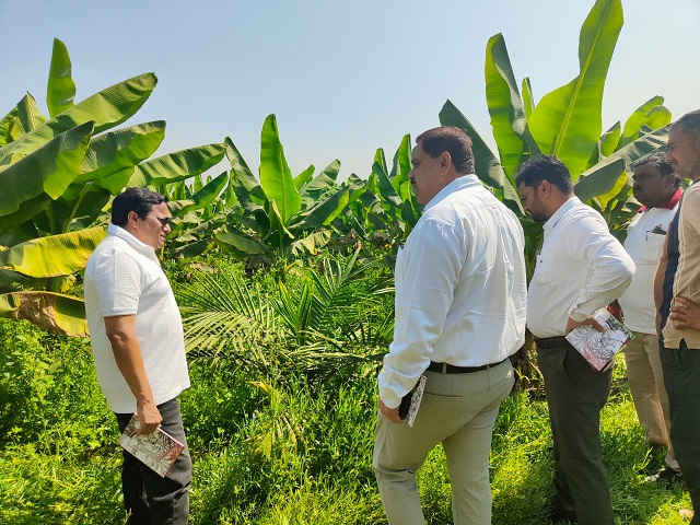 खाद्य तेल