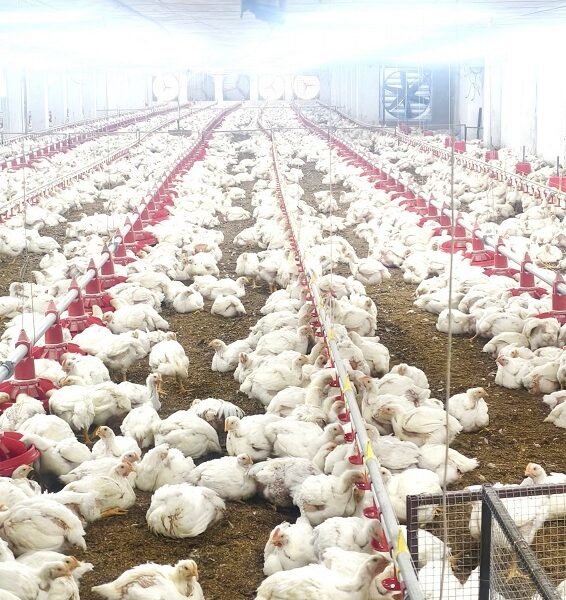 Chhattisgarh Women Empowerment