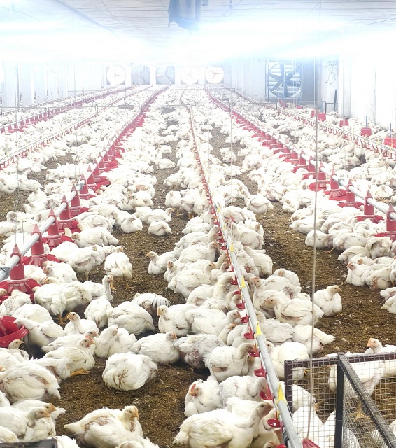 Chhattisgarh Women Empowerment