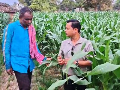 पानी कम, मुनाफा ज्यादा! धमतरी के किसानों ने धान छोड़ क्यों चुना मक्का?