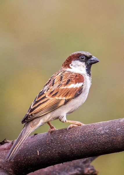 विश्व गौरैया दिवस