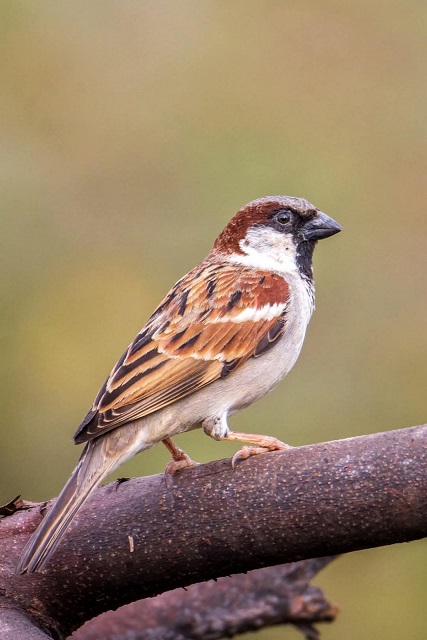 विश्व गौरैया दिवस